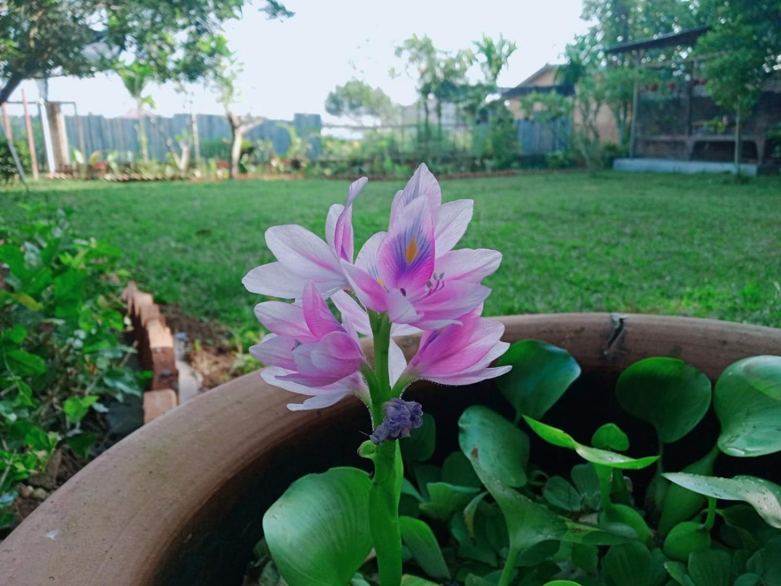 Bua Guest House Medan Dış mekan fotoğraf